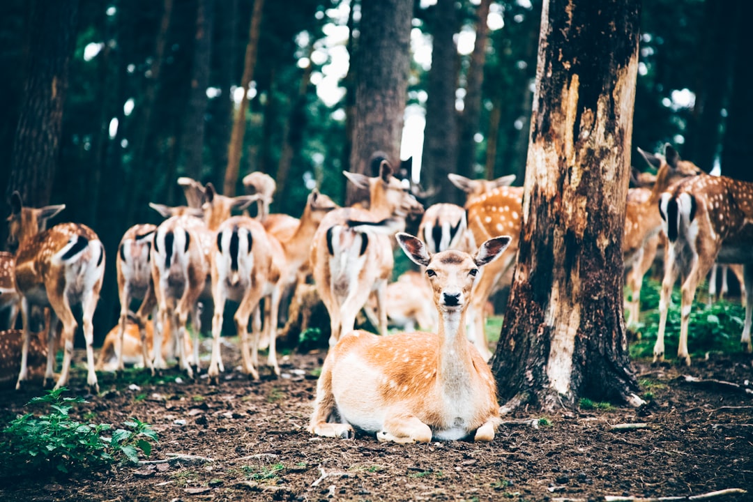 How A Woman Built A Viral Dog Park For Community Empowerment